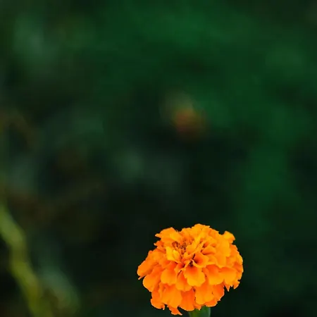 Dada's 펜션 Argyrades